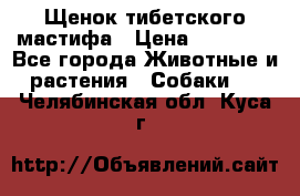 Щенок тибетского мастифа › Цена ­ 60 000 - Все города Животные и растения » Собаки   . Челябинская обл.,Куса г.